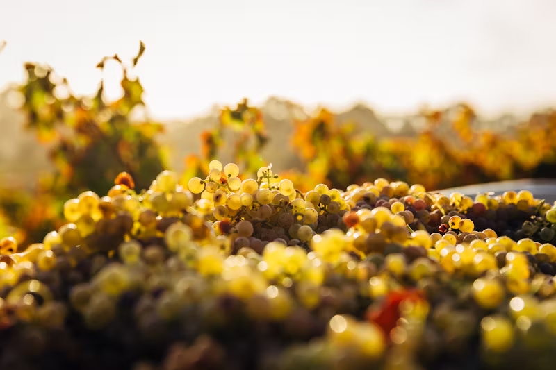 How Non-Alcoholic Wine Is Made: The Innovation Behind Today's Flavorful Alcohol-Free Wines